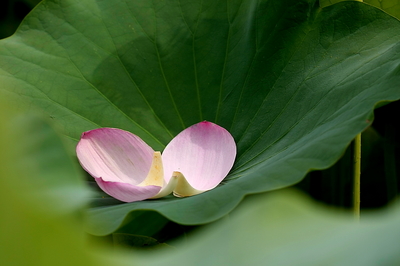 hasu-yoko-1.JPG