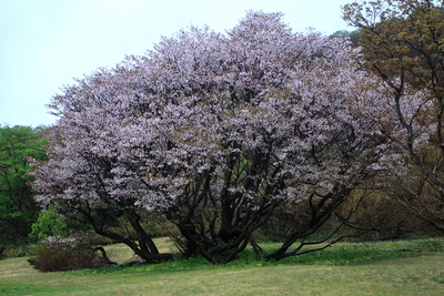 m-yamazakura-1.JPG