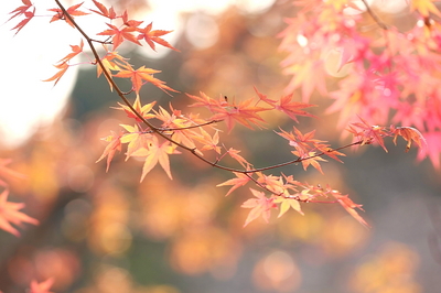 t-momiji-4.JPG